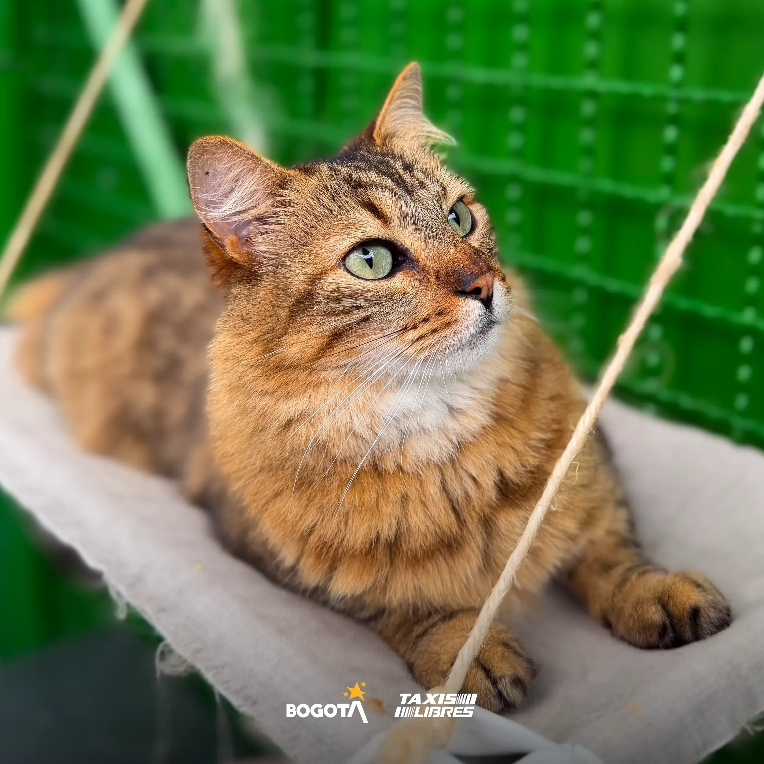 jornada adopcion 2026 01