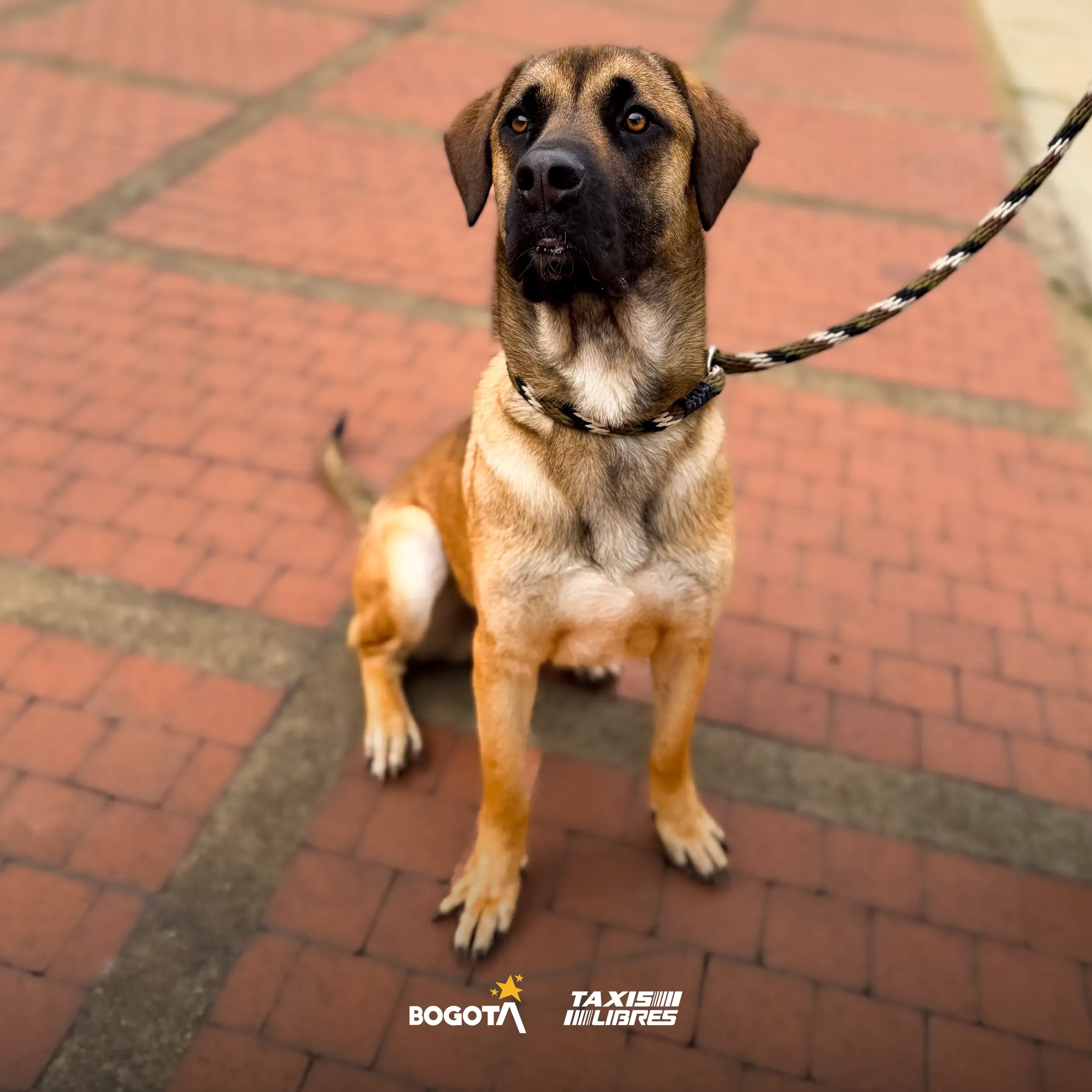 jornada adopcion 2026 02