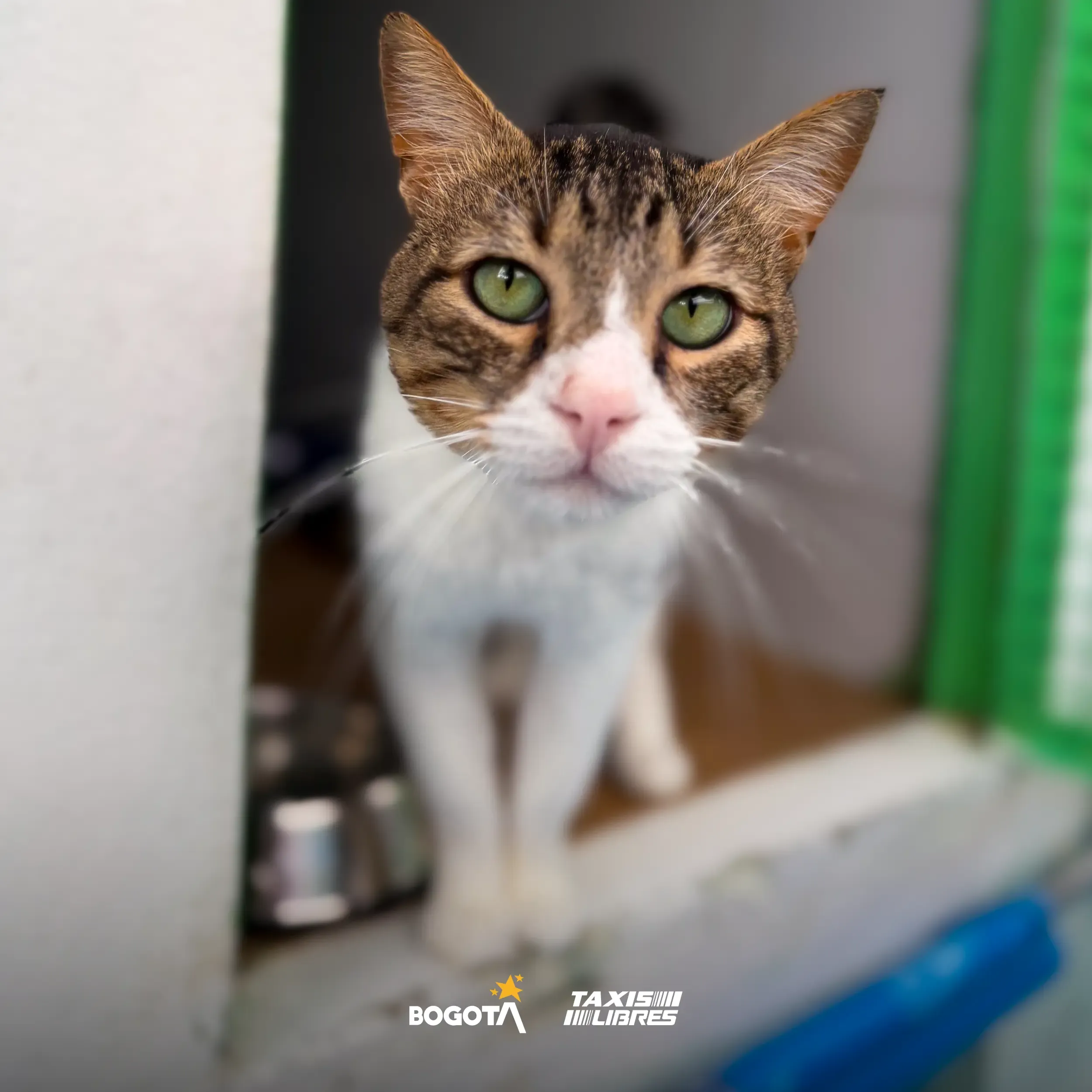 jornada adopcion 2026 03