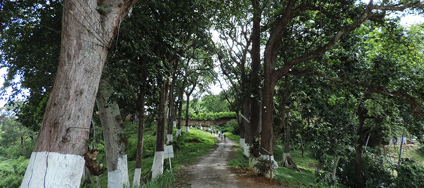 Parque bosque de los caminantes en Bucaramanga