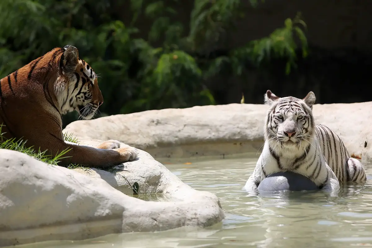 Tigres en el Zoológico de Cali
