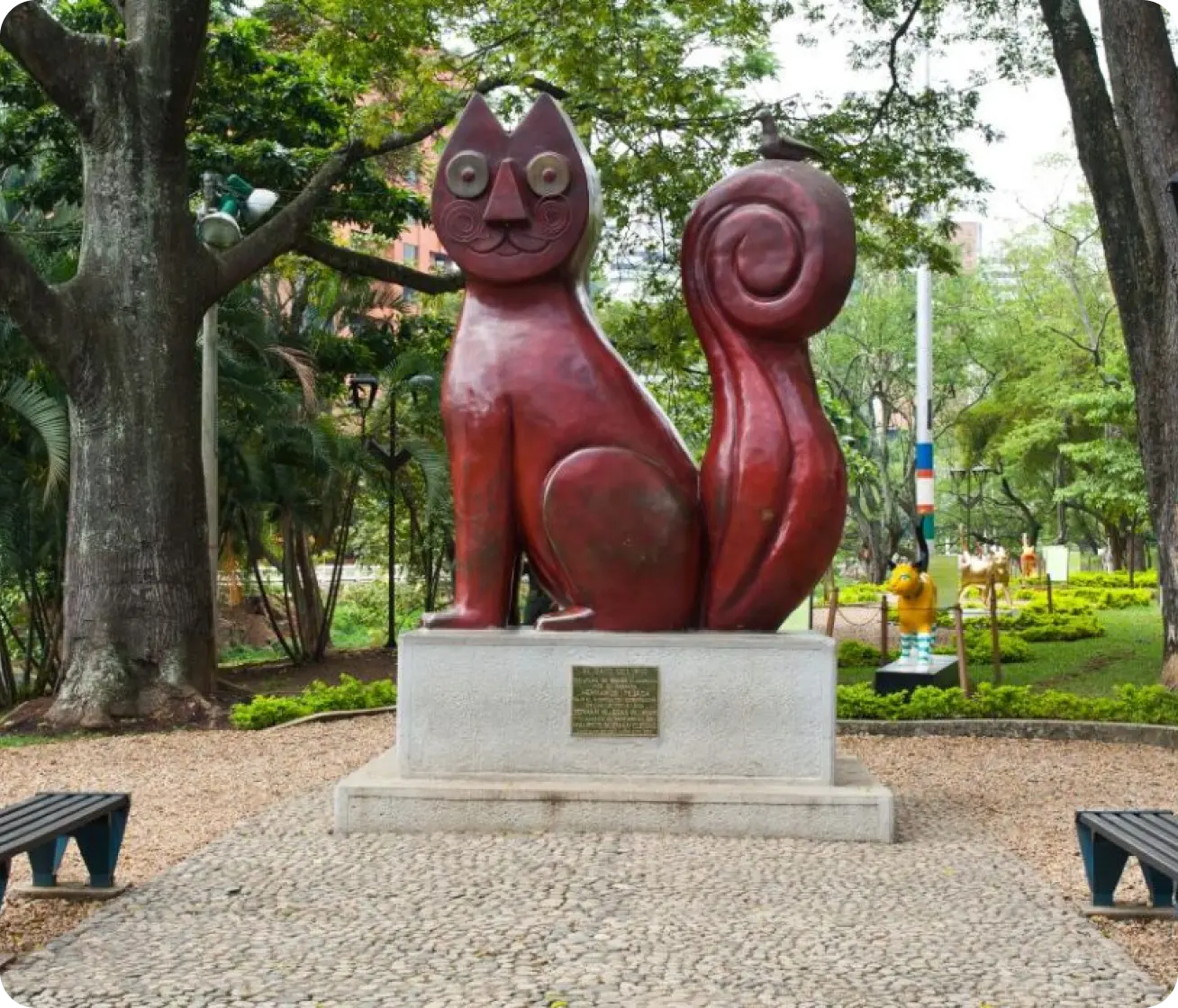 El gato del río en Cali