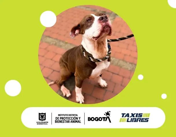 Jornada de adopción de animales en Bogotá en el Centro Comercial Carrera.