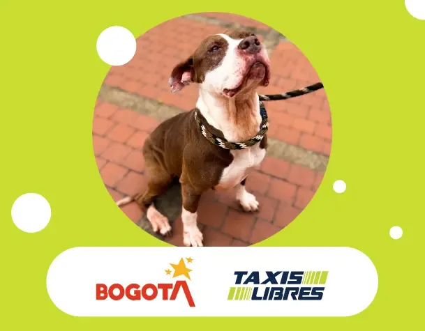 Jornada de adopción de animales en Bogotá en el Centro Comercial Carrera.